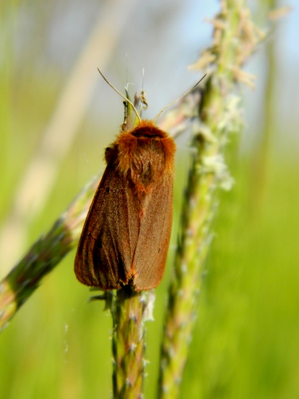 Phragmatobia fuliginosa